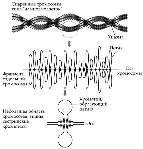 Иллюстрация к заданию 6392