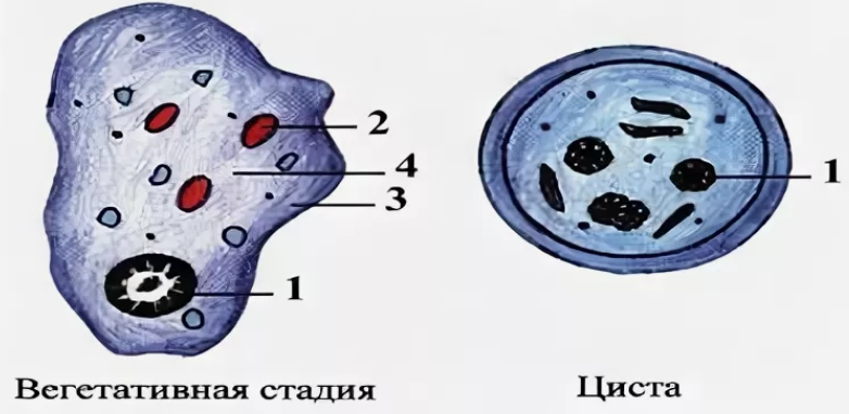 Иллюстрация к заданию 13506