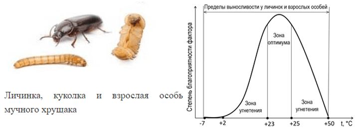 Иллюстрация к заданию 21736