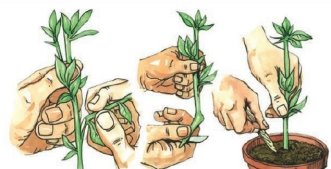 Методика викладання дисципліни "Декоративне садівництво та квітникарство"