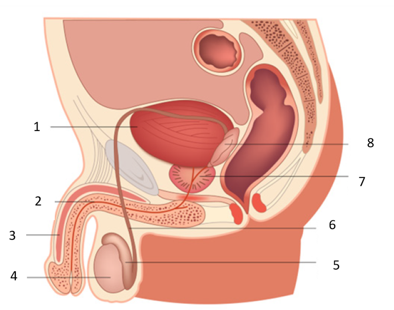 Иллюстрация к заданию 32599