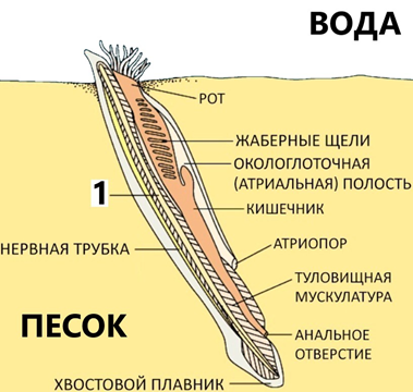 Иллюстрация к заданию 32784