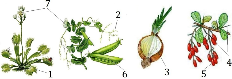 picture