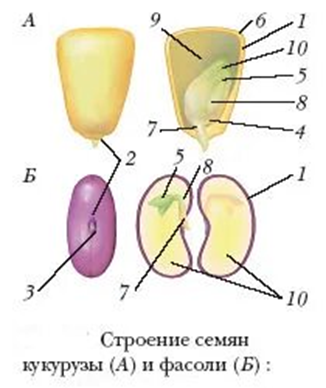 Иллюстрация к заданию 35413