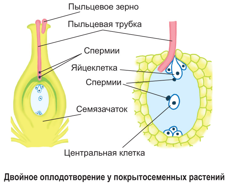 32. Чередование способов размножения и поколений в жизненном цикле растений  : *Образование половых клеток и оплодотворение у покрытосеменных