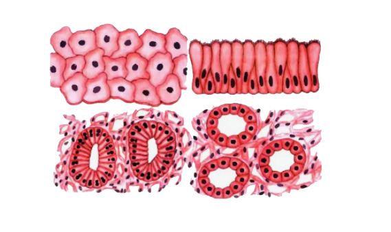 Уровни организации живой природы