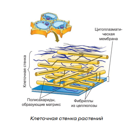Клеточная мембрана и ядро