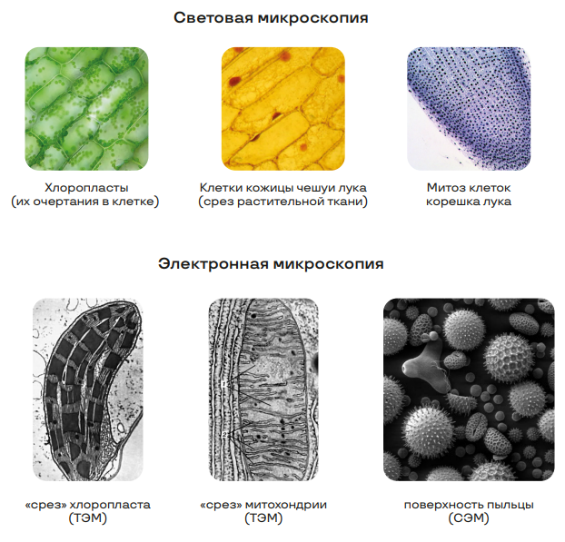 Методы цитологии