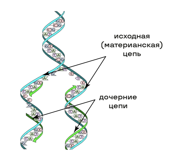 Подцарство простейшие (одноклеточные)