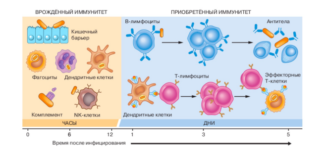 Иммунная система