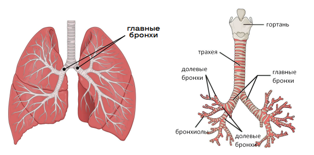 Дыхательная система