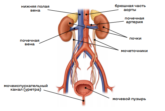 Выделительная система