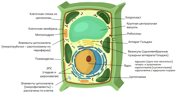 Растительная клетка. Ткани растений