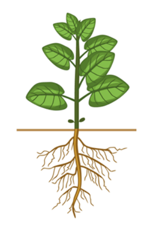 Вегетативные органы растений