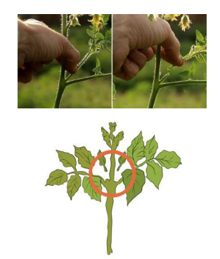 Агротехнические приёмы