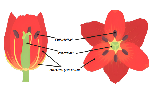 Генеративные органы растений