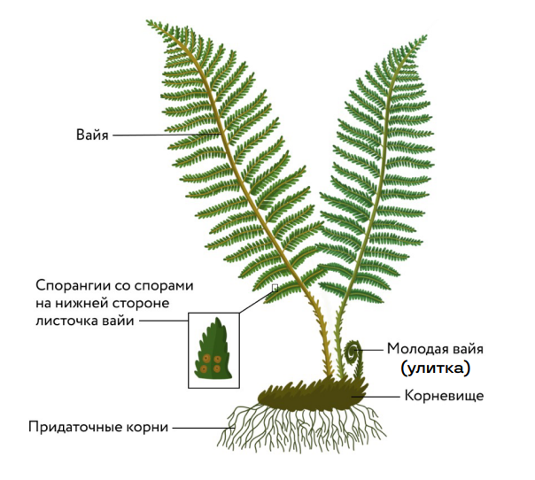Отдел споровые