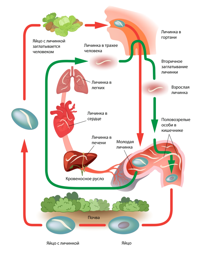 Тип круглые черви