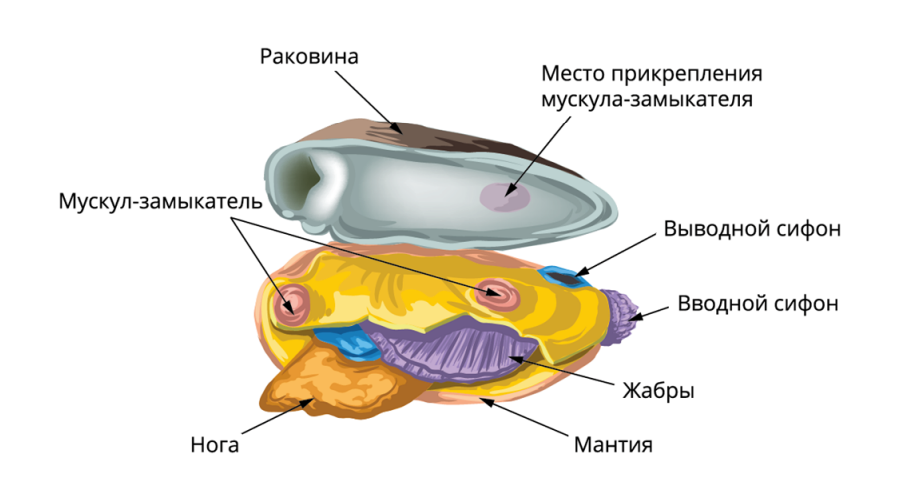 Тип моллюски