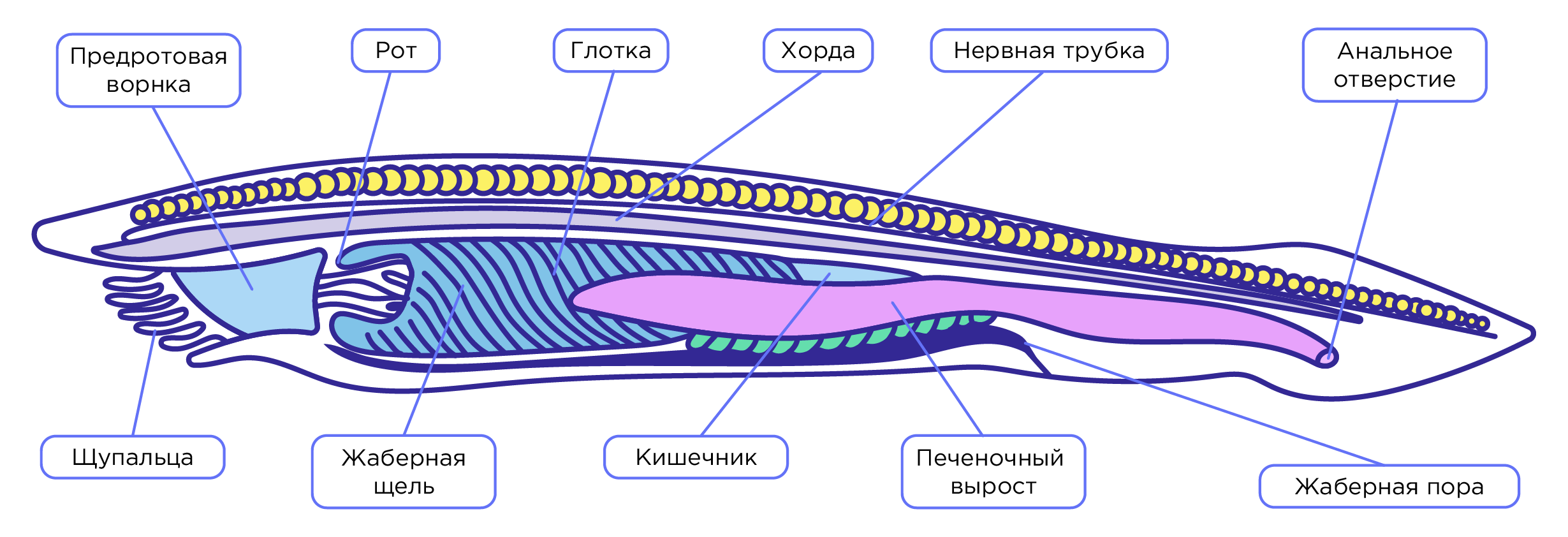 Тип хордовые