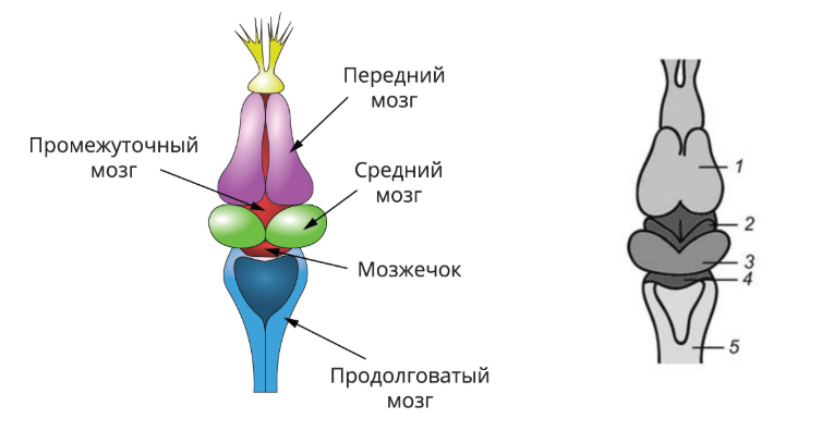 Класс земноводные (амфибии)