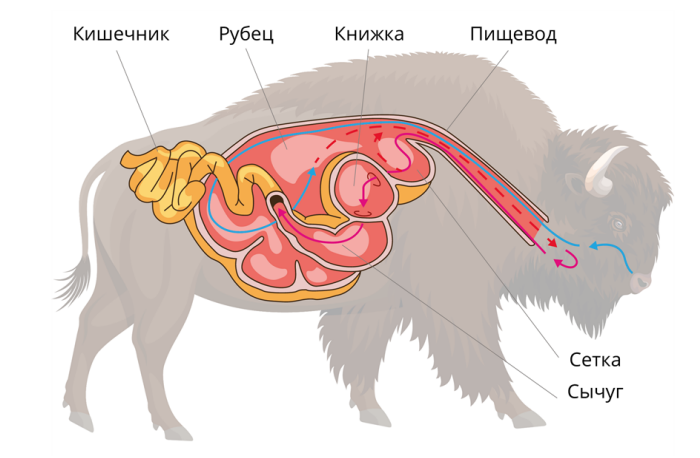 Класс млекопитающие