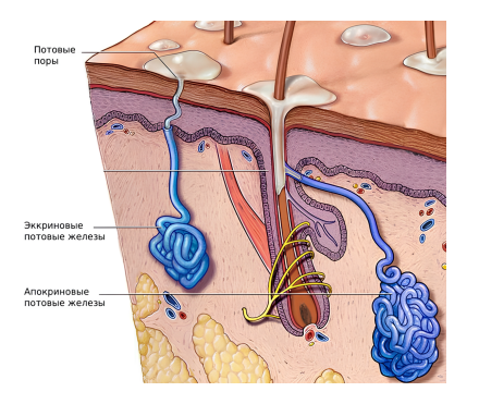 Покровы тела (кожа и ее производные)