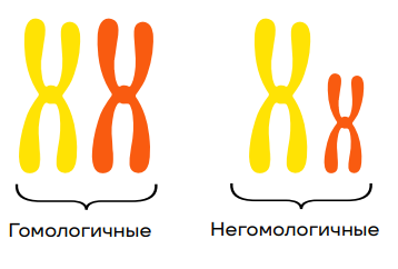 Деление клетки: митоз и мейоз