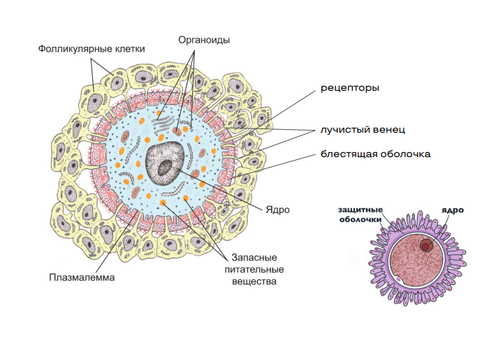 Гаметогенез
