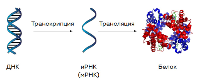Биосинтез белка