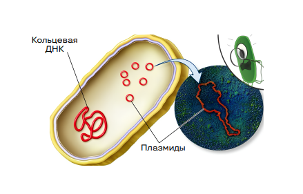 Прокариоты (бактерии)