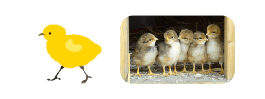 Выводковые