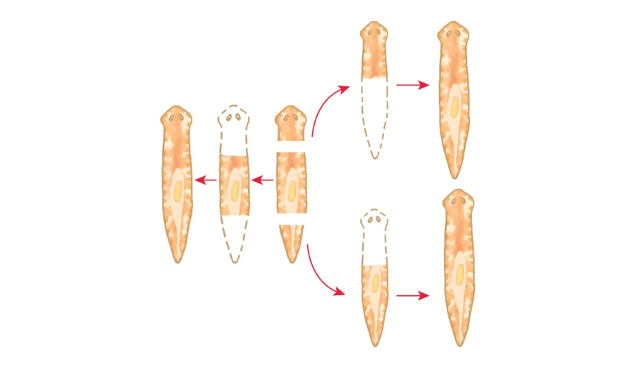 Фрагментация тела плоского червя (молочной планарии)