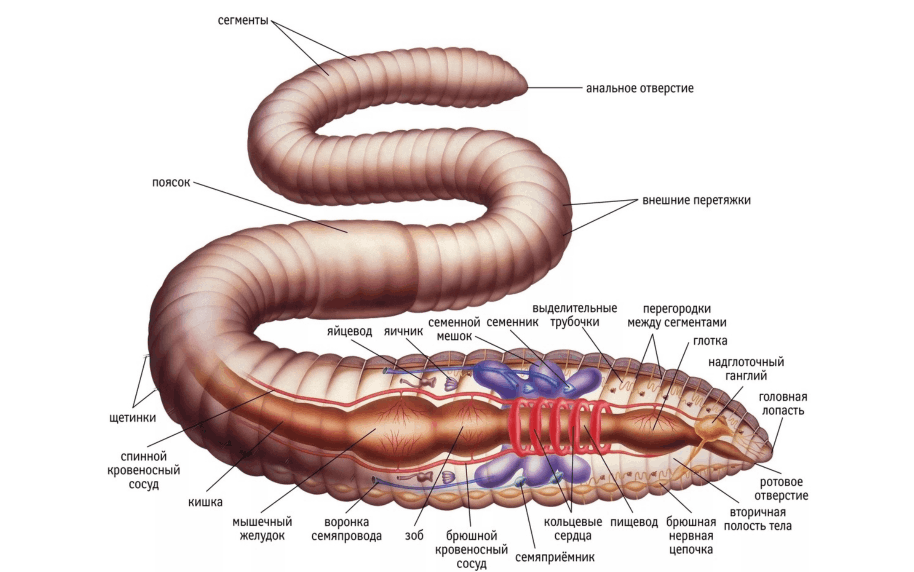 Тип кольчатые черви