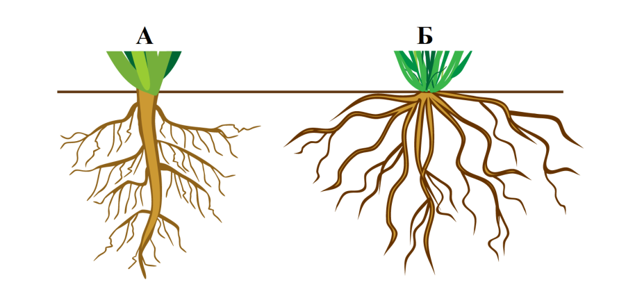 А - стержневая корневая система, Б - мочковатая корневая система