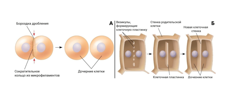 А - цитокинез у животных, Б - цитокинез растений
