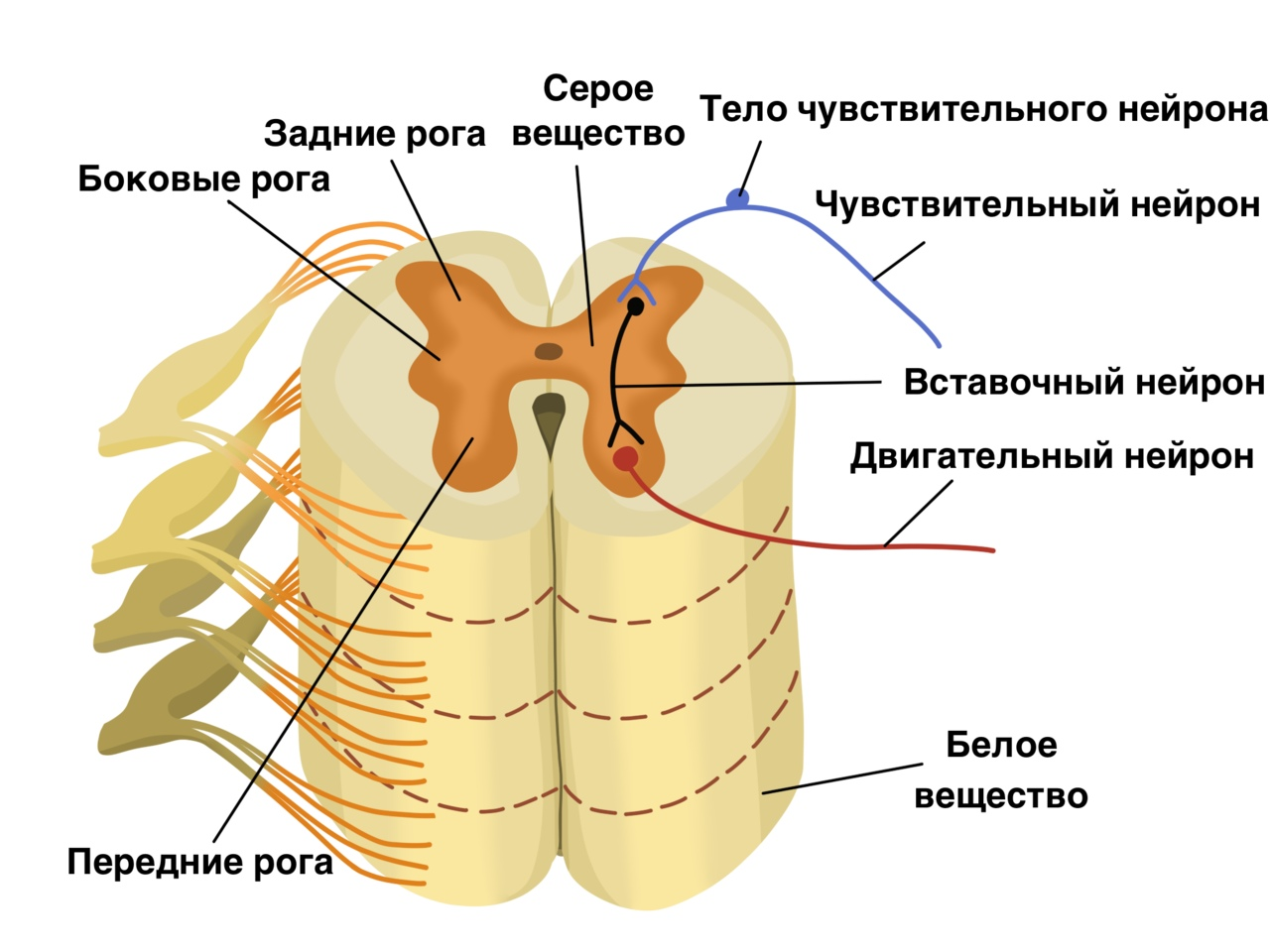 Иллюстрация к статье